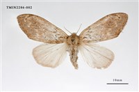 藏品(褐斑毒蛾)的圖片